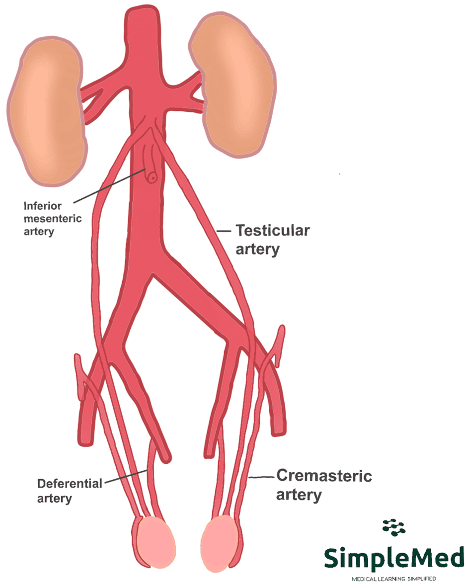 Arterial Supply of the Testes SimpleMed
