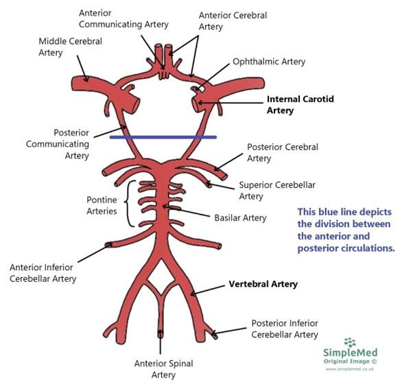 Arterial Supply to the Brain SimpleMed Arterial Supply to the Brain SimpleMed