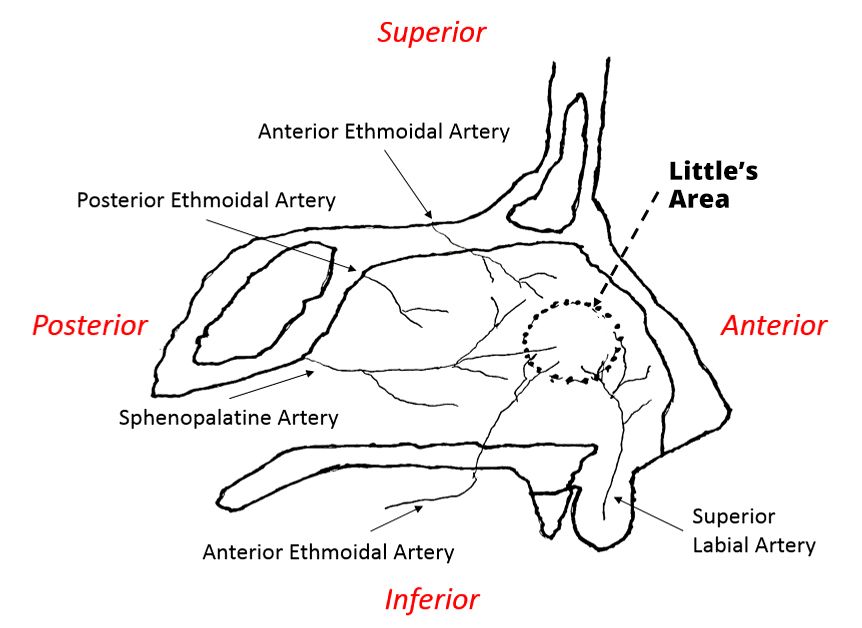 Arterial Supply of the Nasal Cavity SimpleMed