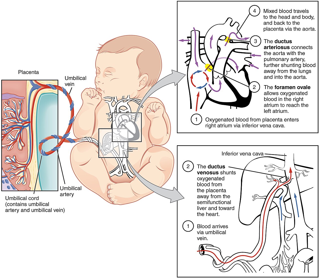 Fetal circulatory system showing the umbilical vein, ductus venosus, foramen ovale, ductus arteriosus and umbilical arteries with oxygenation gradient.
