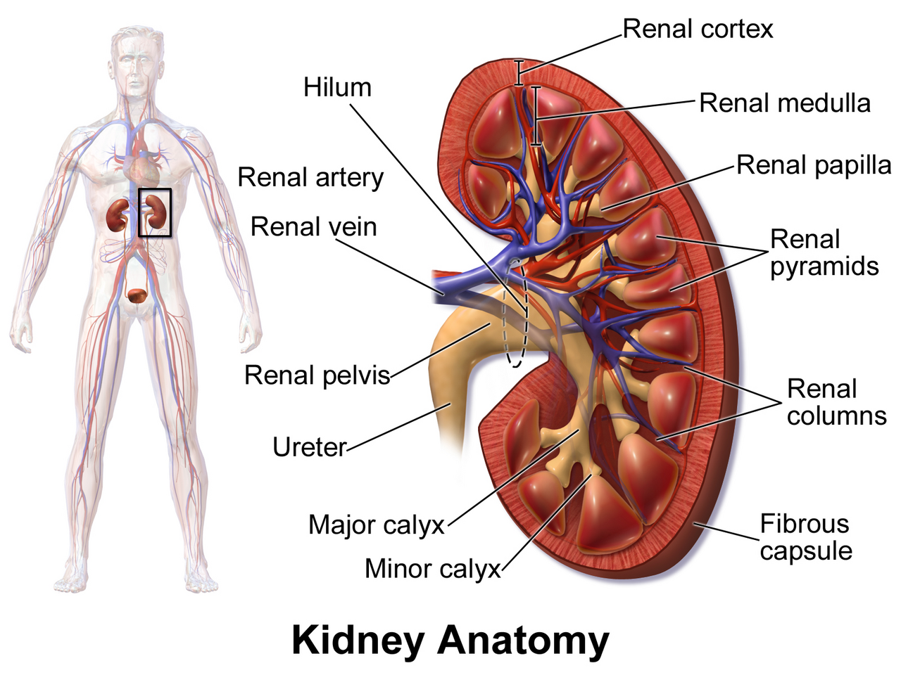 Coronal section of the kidney showing cortex, medulla, renal pyramids, calyces, renal pelvis, renal artery and vein and ureter.