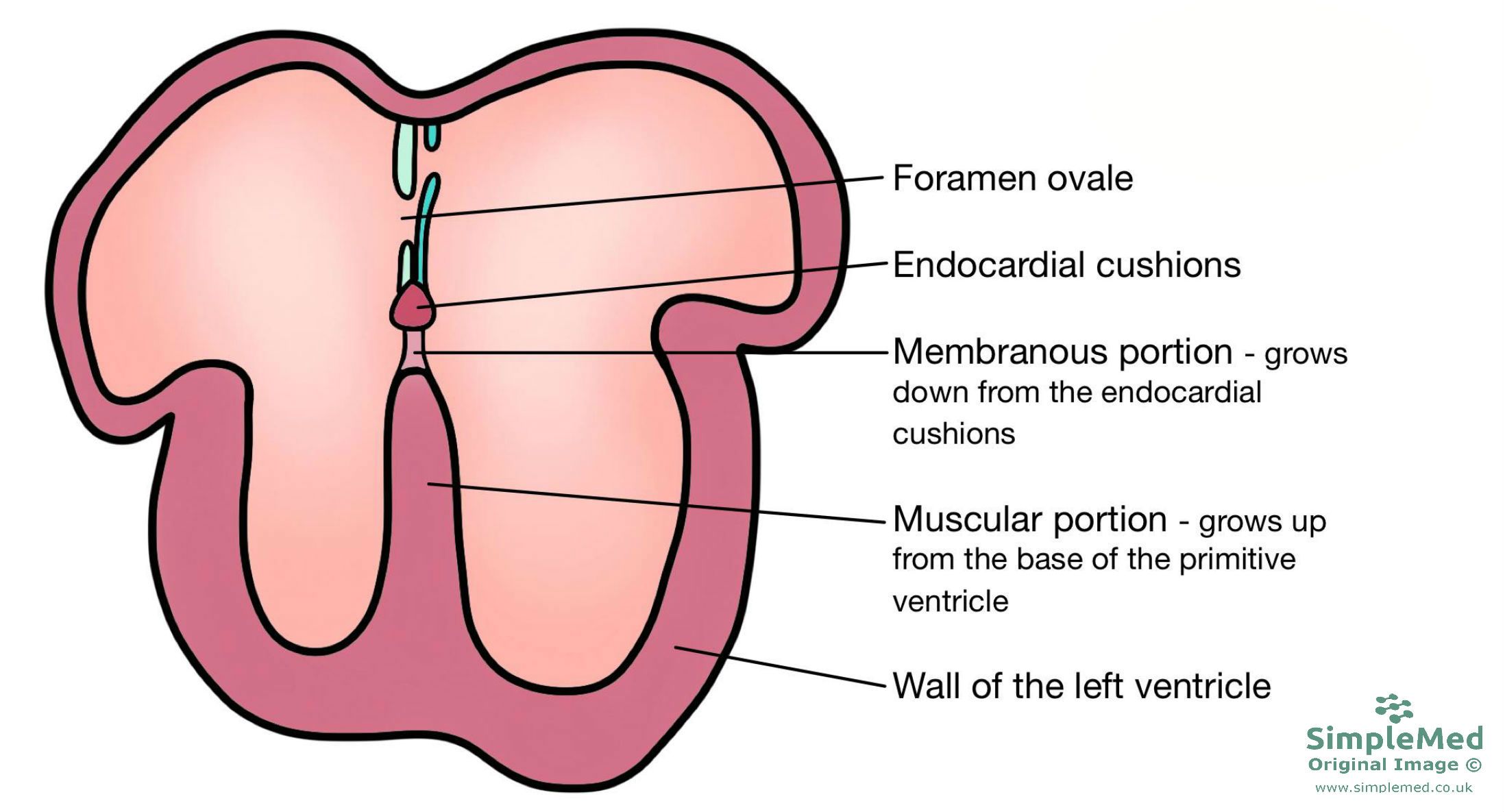 Cardiovascular Embryology Heart Development Explained SimpleMed Cardiovascular Embryology Heart Development Explained SimpleMed