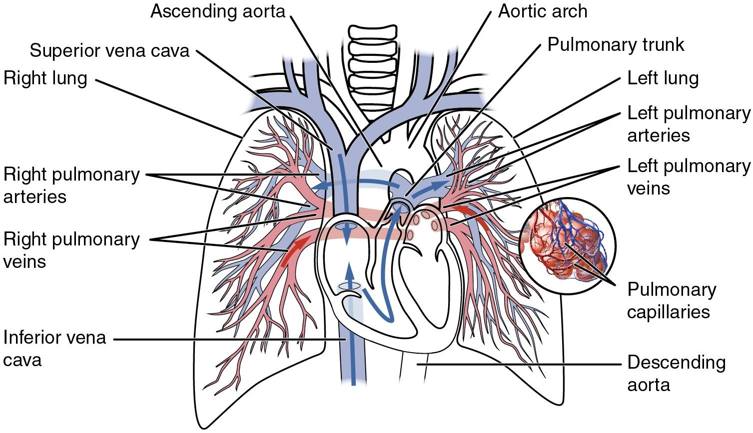 The Pulmonary Circulation SimpleMed