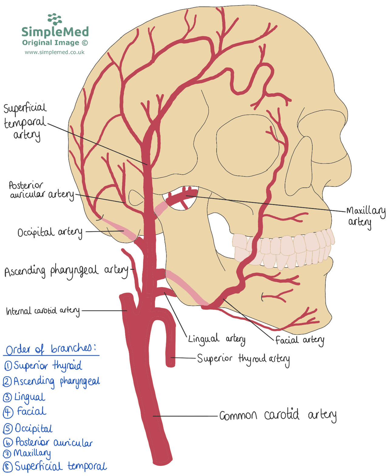 internal carotid artery branches mnemonic