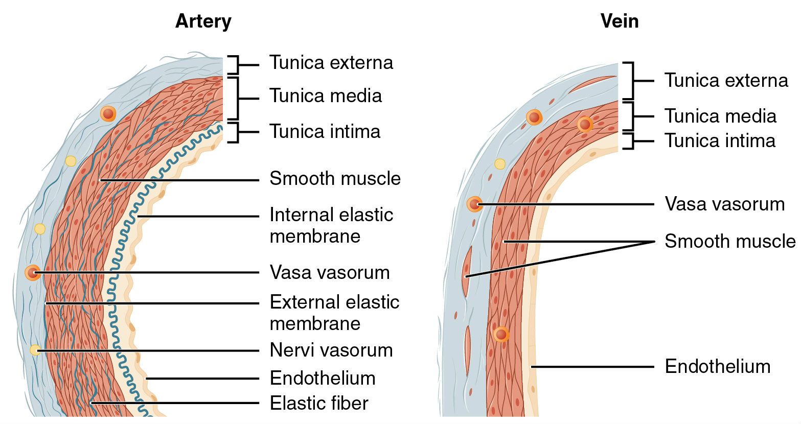 Wall Of Artery And Vein At Shirl Wright Blog Wall Of Artery And Vein At Shirl Wright Blog