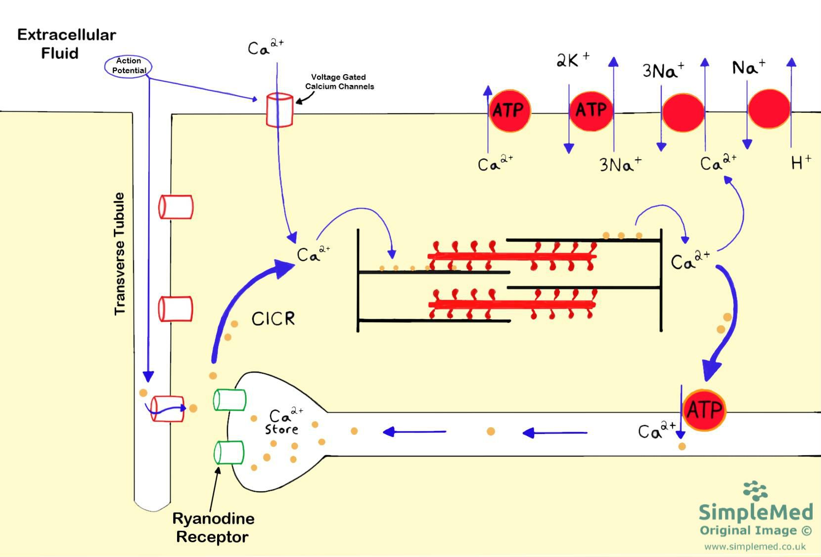 5 Cardiac Conduction And Contraction SimpleMed Learning Medicine 