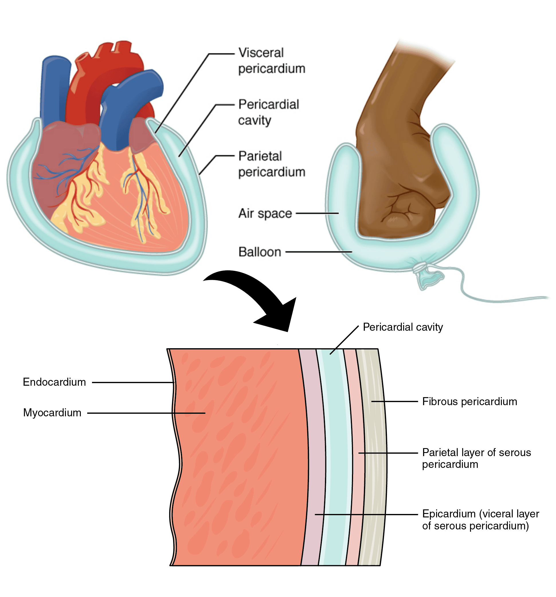 simple heart diagram with nodes