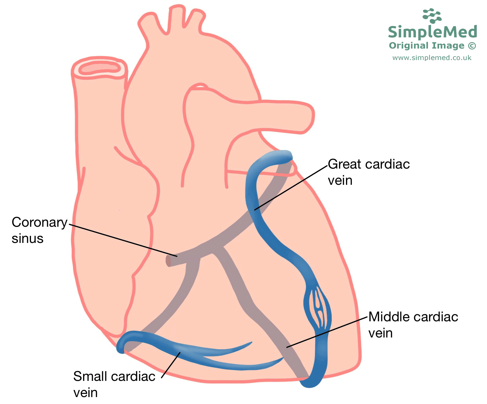 Coronary Veins on heart SimpleMed