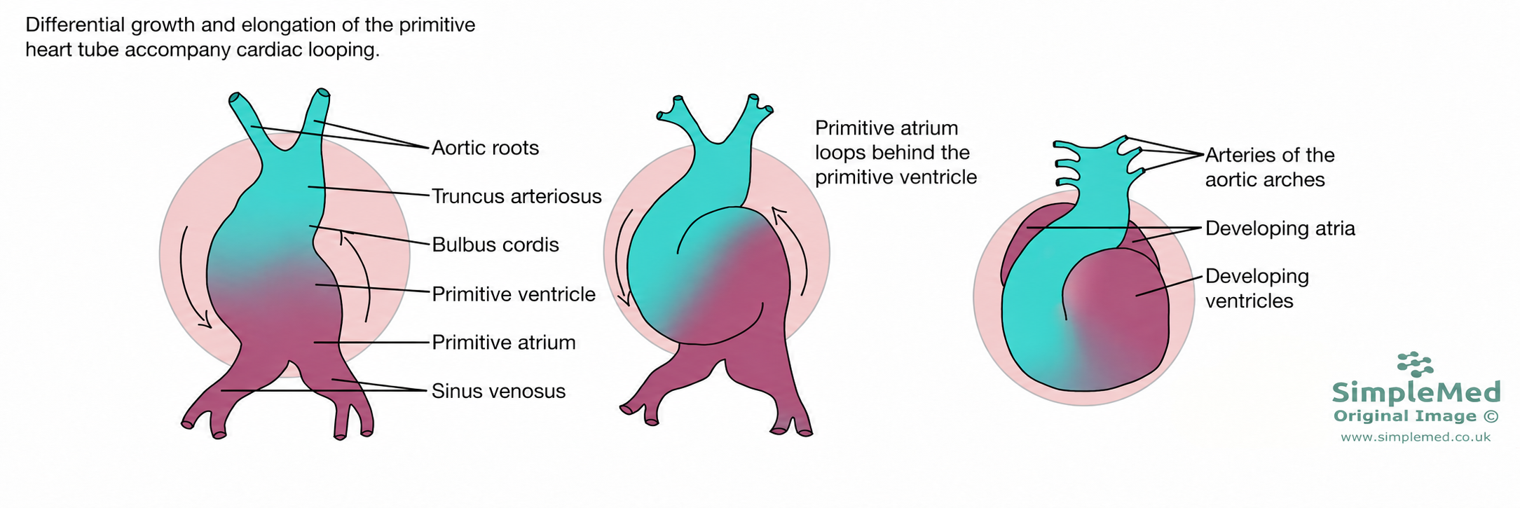 Cardiac looping of the primitive heart tube Cardiac looping with the primitive atrium moving behind the primitive ventricle; dorsal mesocardium breakdown is not shown.