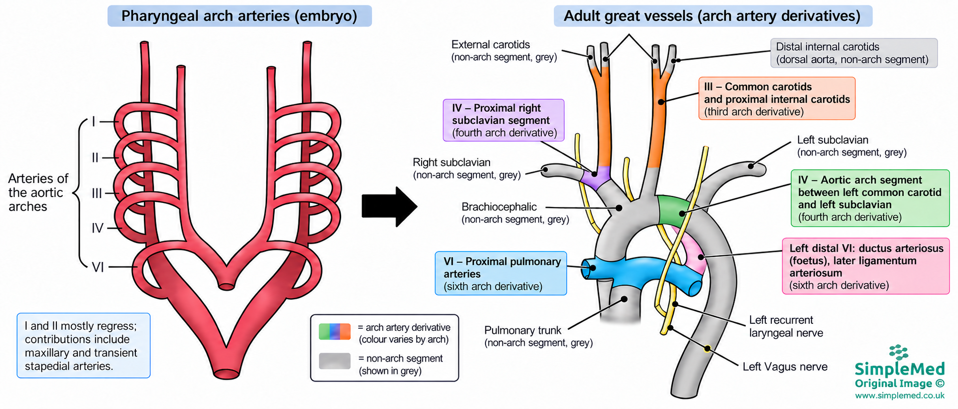 Five paired arch arteries conventionally numbered I, II, III, IV and VI, with colour-coded segmental derivatives and grey non-arch contributions.