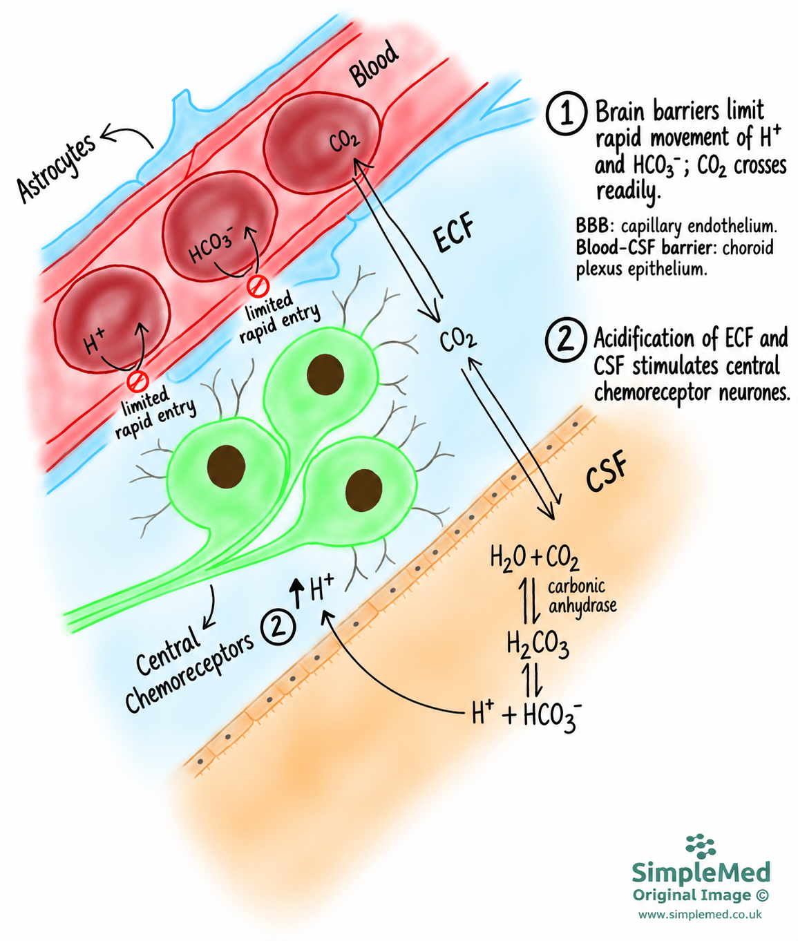 Central chemoreceptors respond to local ECF and CSF pH. CO2 crosses readily; rapid hydrogen and bicarbonate entry is limited. The BBB is capillary endothelium; the blood-CSF barrier is choroid plexus epithelium.