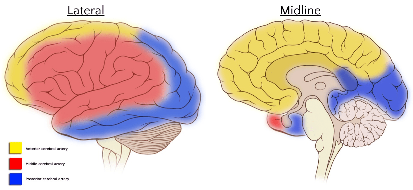Cerebral Vascular Territories SimpleMed Cerebral Vascular Territories SimpleMed