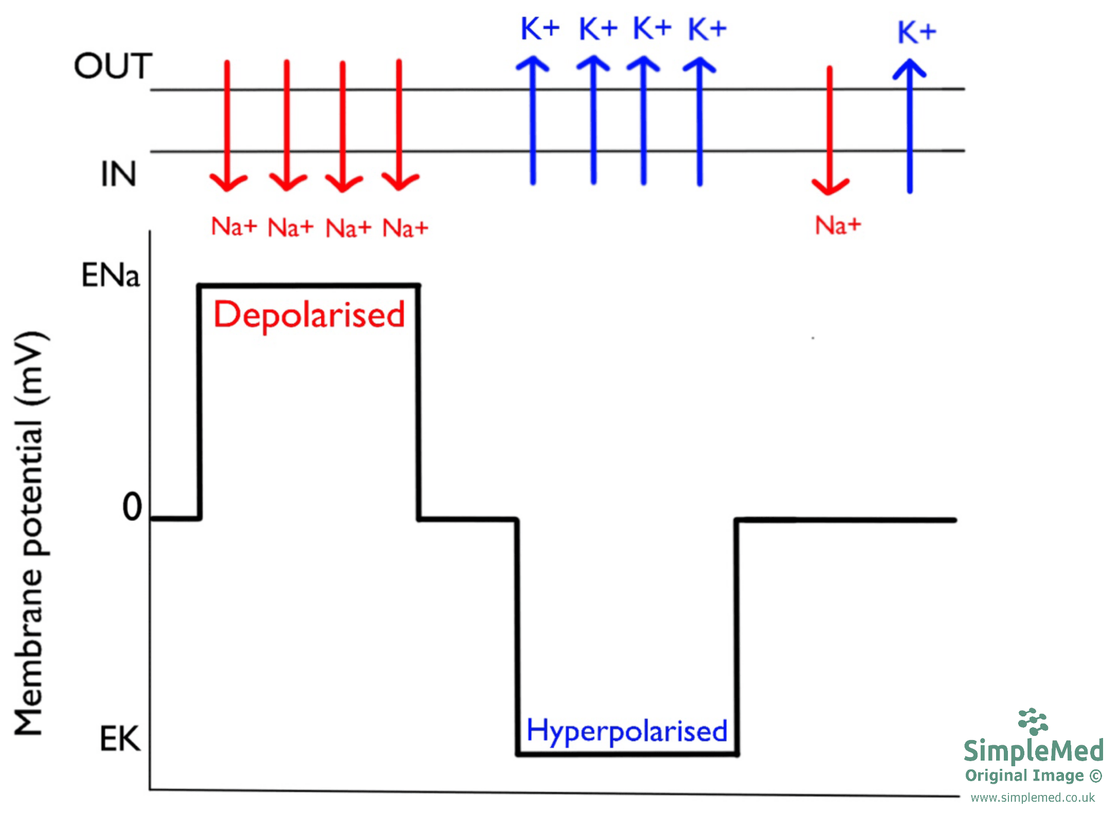 Changes in Membrane Potential SimpleMed