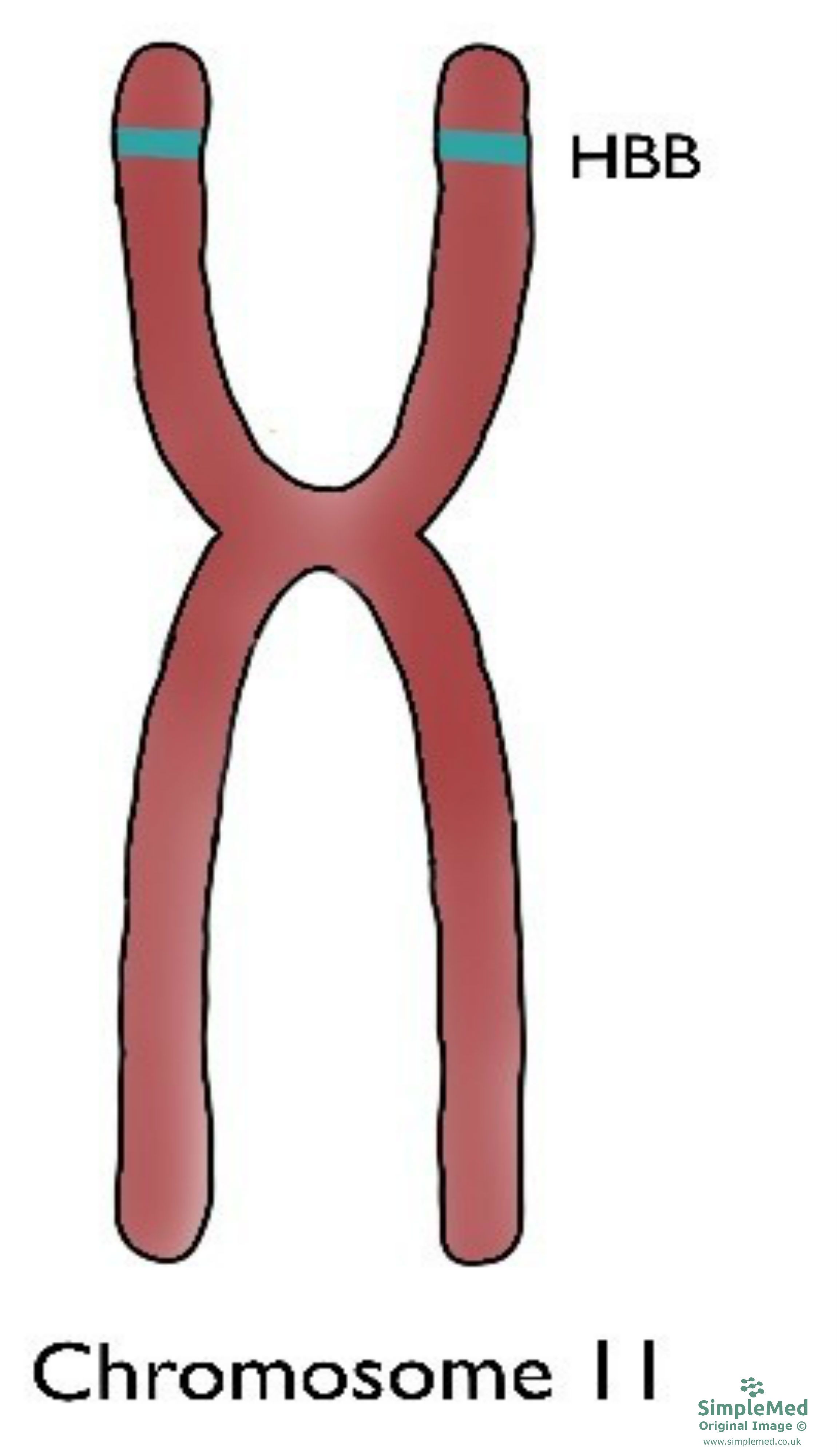 Chromosome 11 Diagram SimpleMed