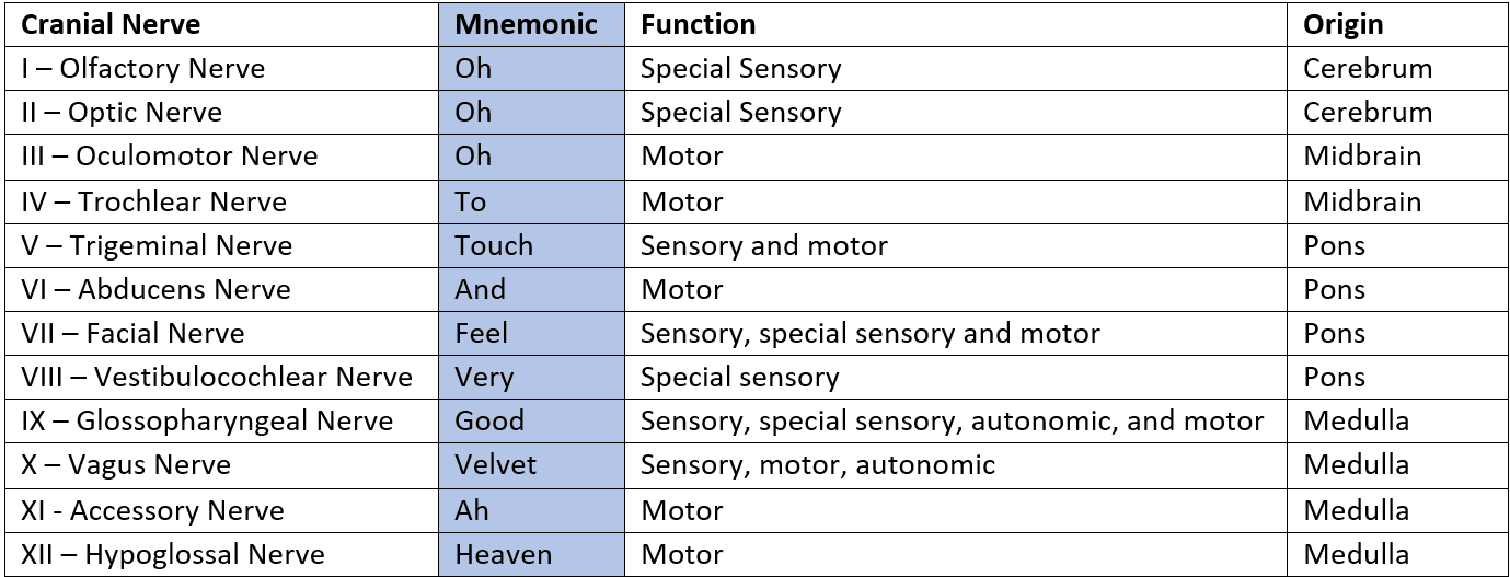 Functions of the 12 Cranial Nerves SimpleMed