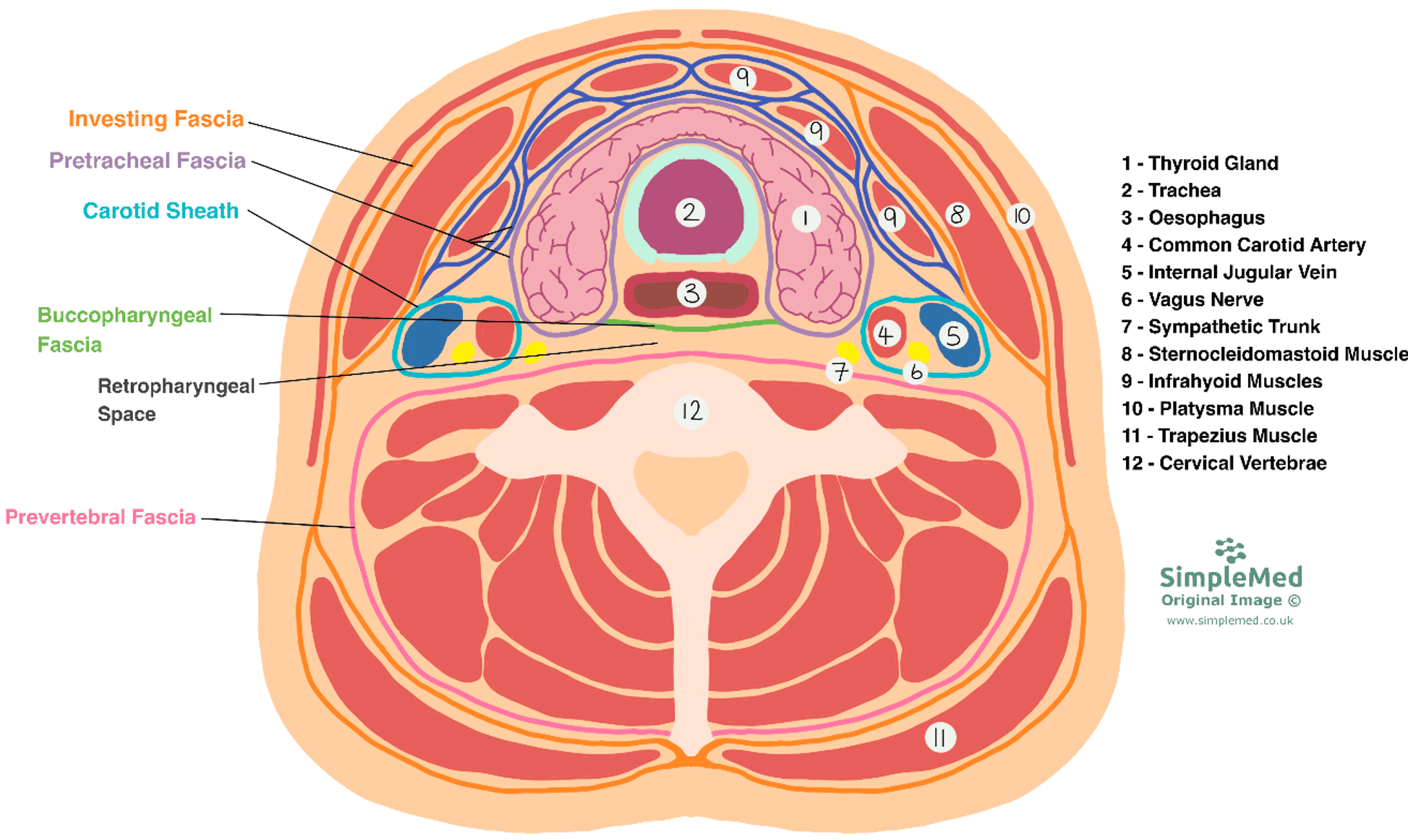 Cross-Section of the Neck SimpleMed