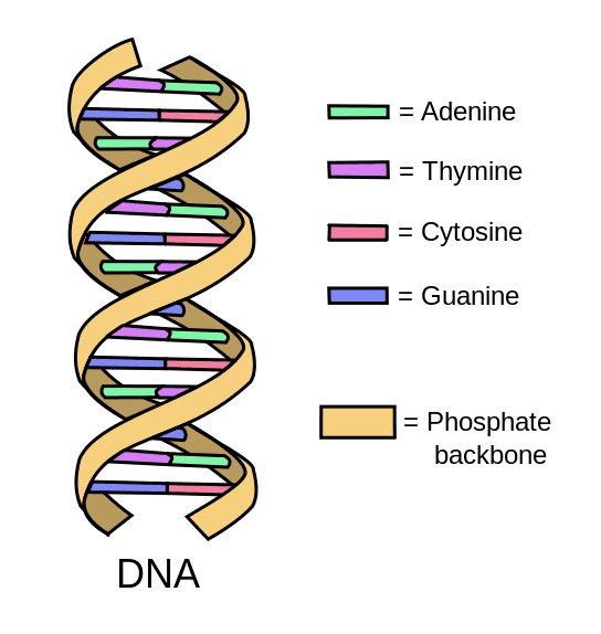 DNA Double Helix SimpleMed