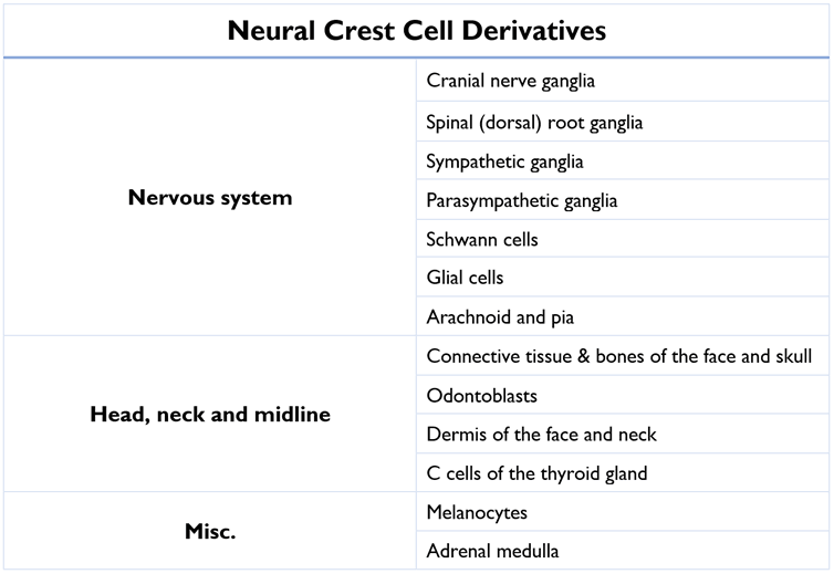 Derivatives of Neural Crest Cells SimpleMed