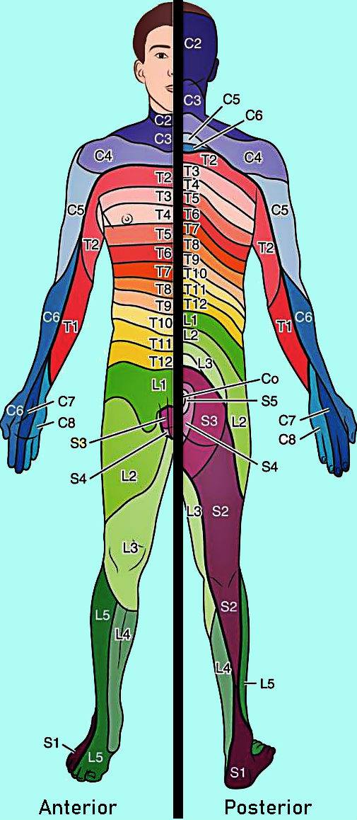 Difference Between Dermatome And Myotome Dermatomes Chart And Map My Xxx Hot Girl