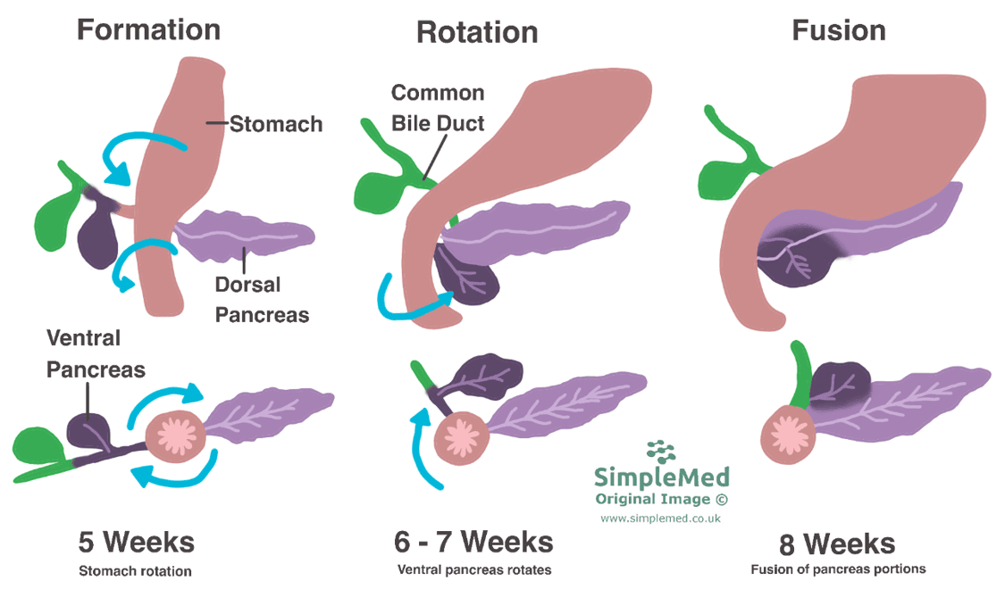 Embryological Development of the Pancreas SimpleMed