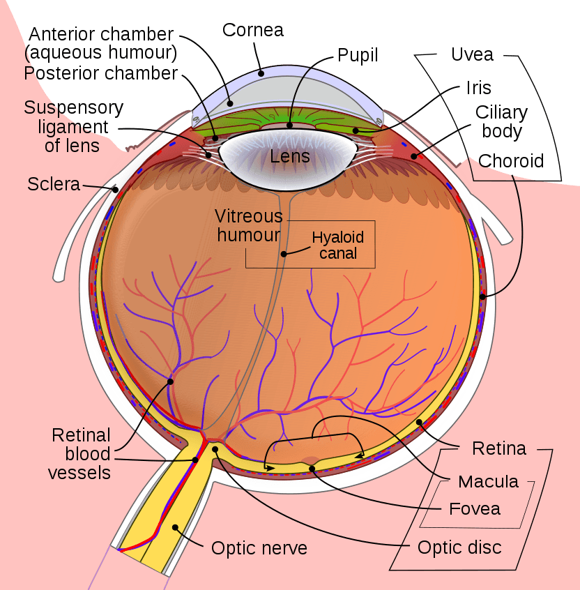 Diagram of the Human Eye SimpleMed Diagram of the Human Eye SimpleMed