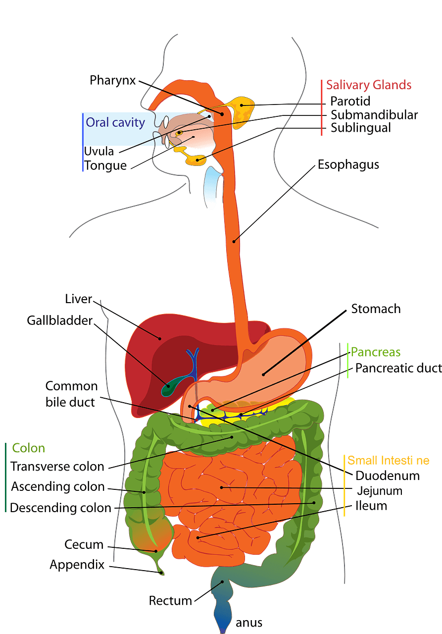 Digestive System Anatomy SimpleMed