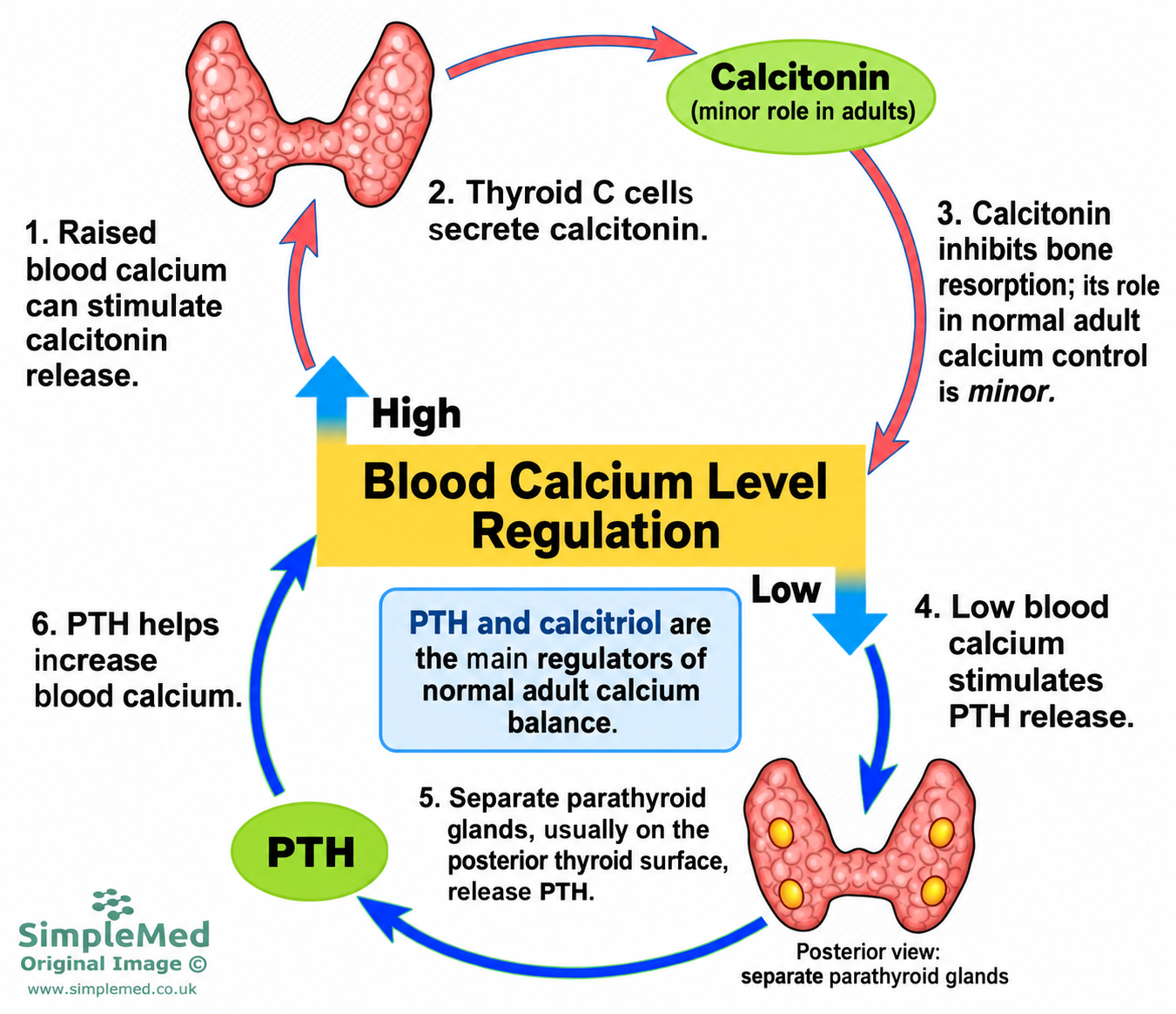 Blood calcium regulation: parathyroid PTH and calcitriol are the main regulators; thyroid calcitonin has a minor role in adults.