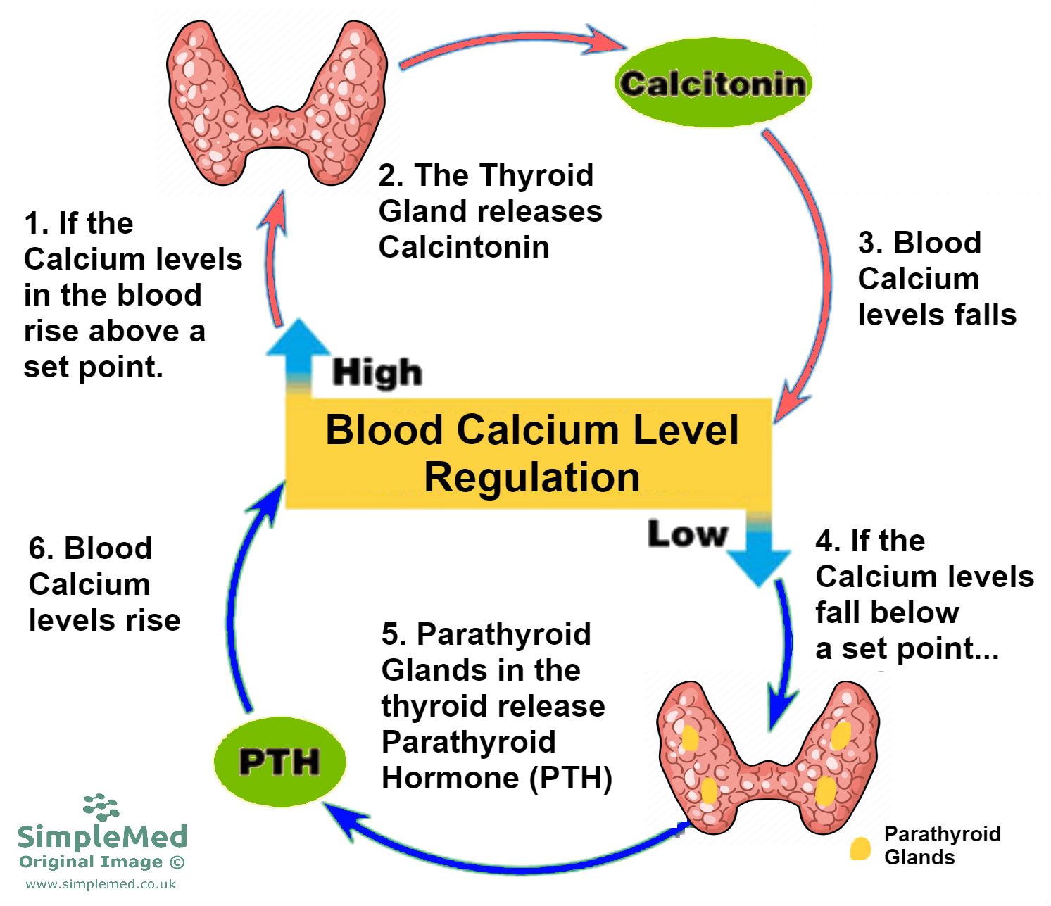 9. Calcium Metabolism SimpleMed Learning Medicine, Simplified