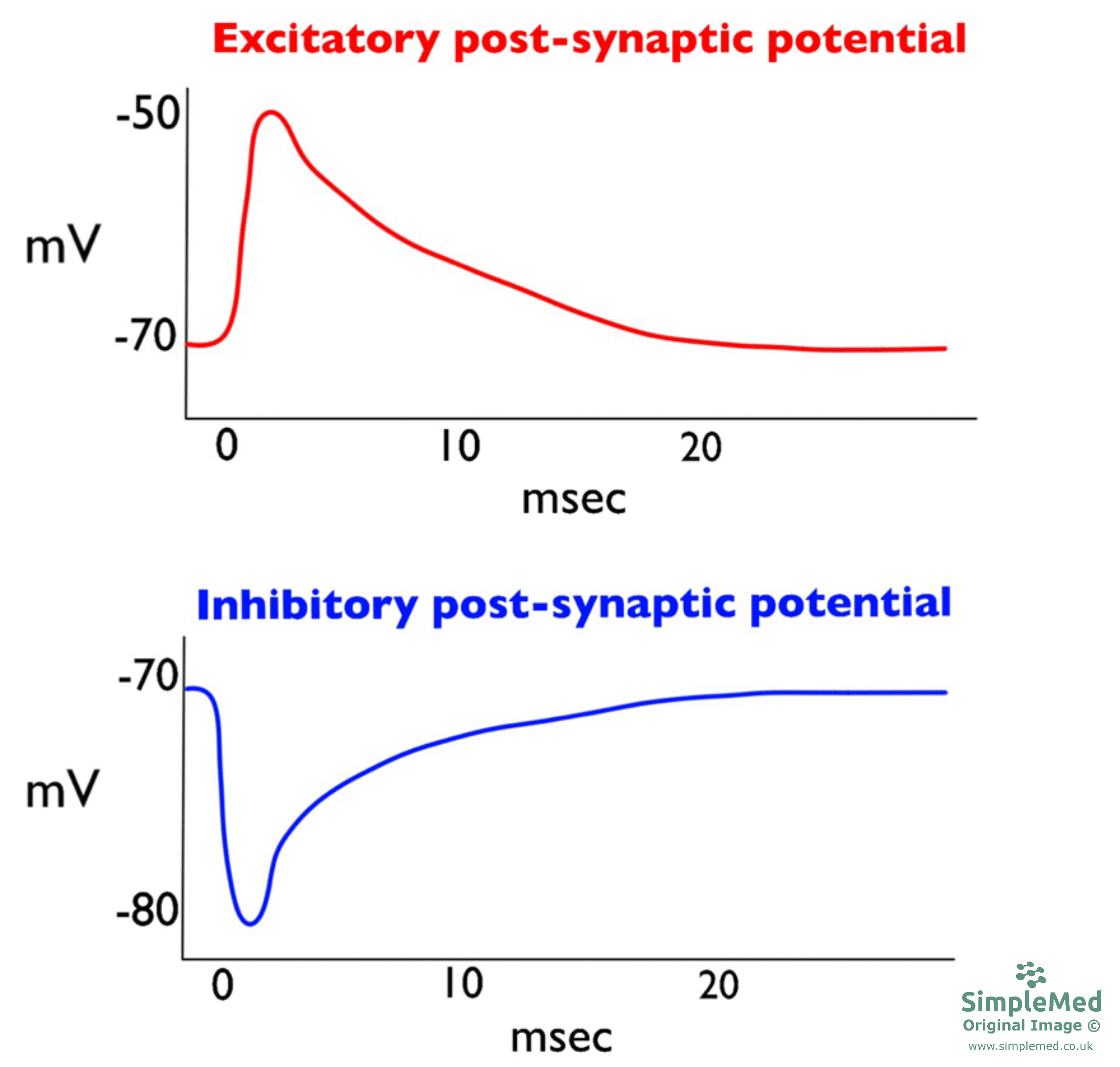 Excitatory and Inhibitory Post-synaptic Potentials SimpleMed