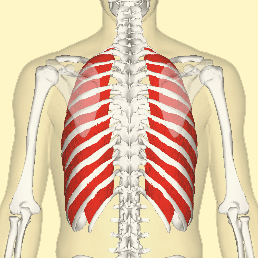 External Intercostal Muscles SimpleMed