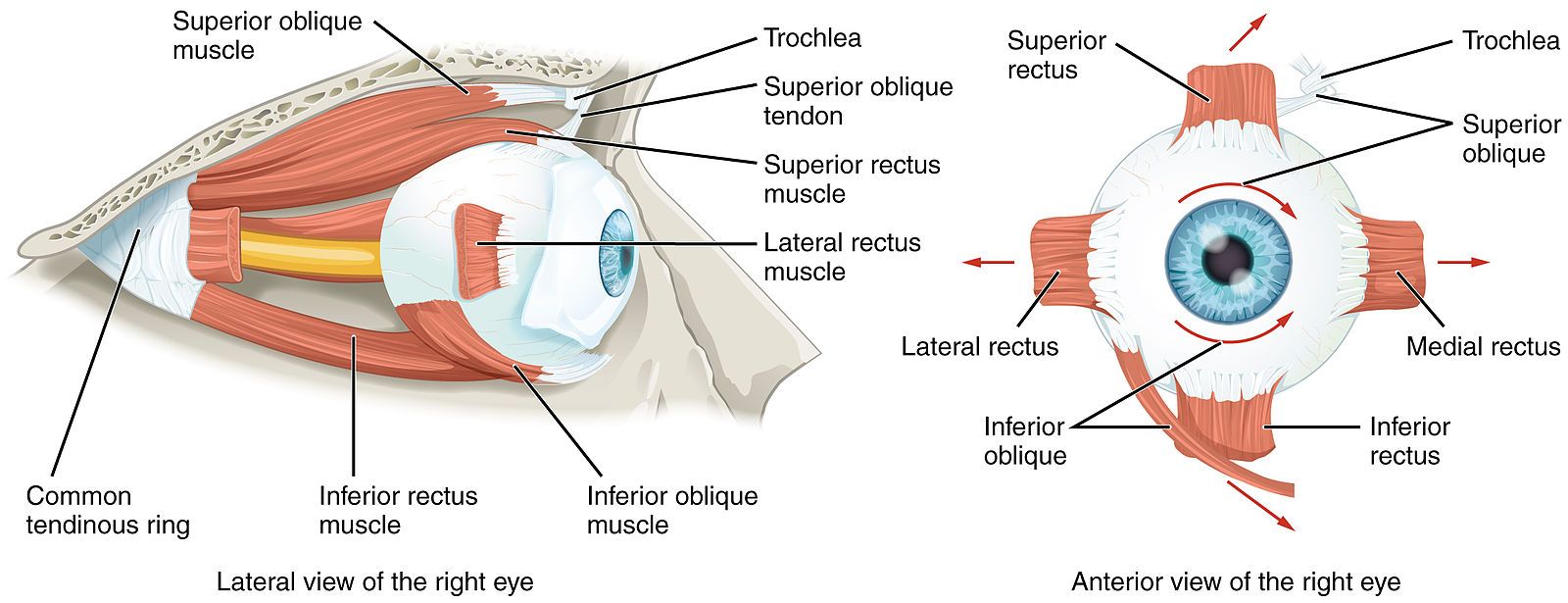 Extraocular Muscles SimpleMed