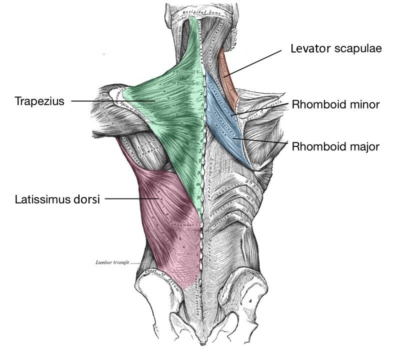 Extrinsic Muscles of the Shoulder SimpleMed