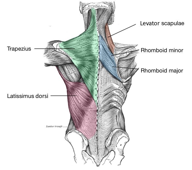 Rhomboid Major