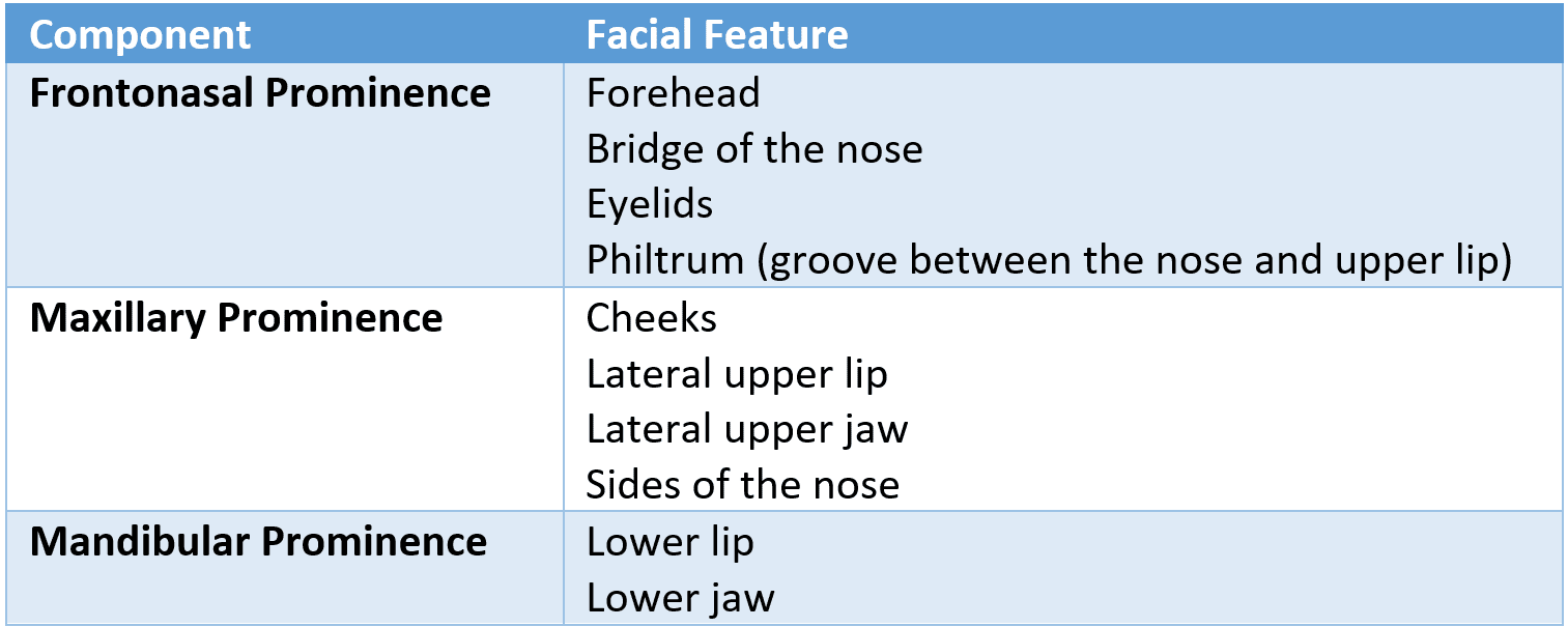 Formation of Facial Features SimpleMed