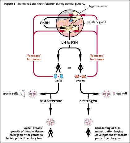 Flow Diagram of Hormone Release (GnRH) from Hypothalamus SimpleMed
