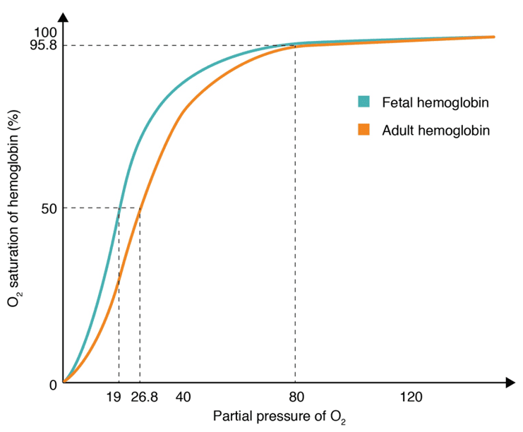 Foetal Haemoglobin Oxygen Disassociation Curve SimpleMed