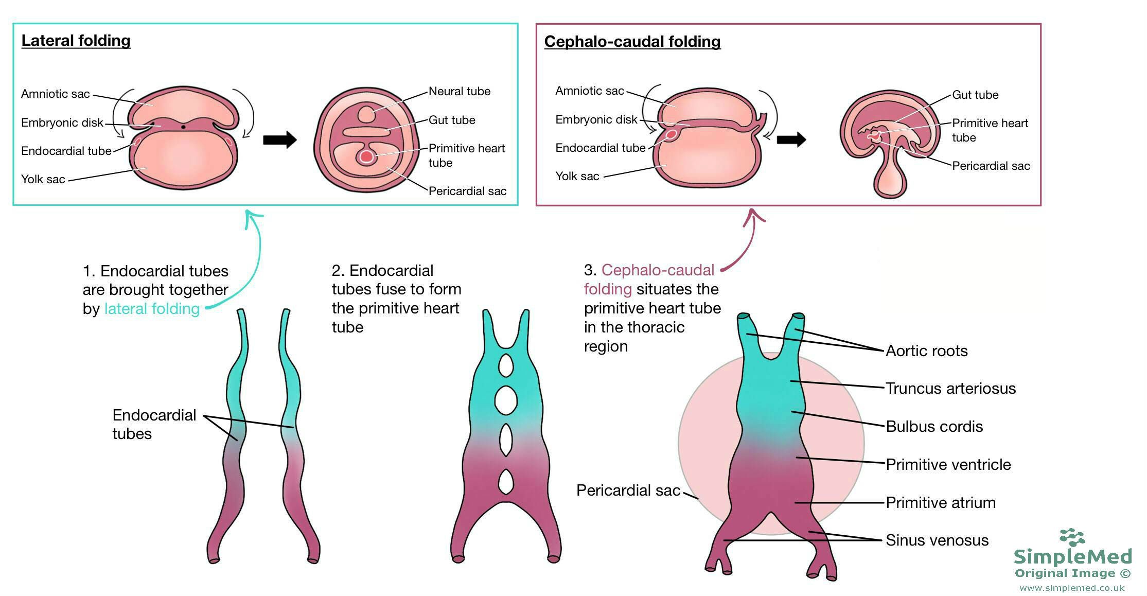 Embryology Heart Development Timeline
