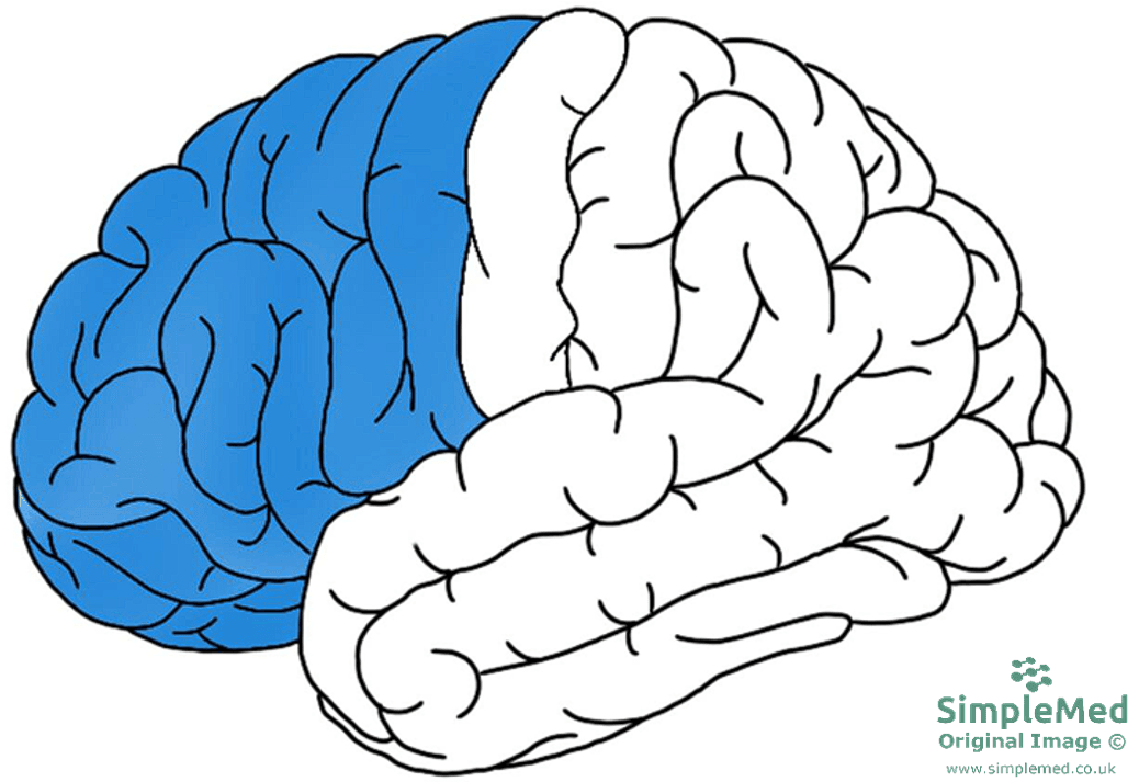 The Frontal Lobe SimpleMed