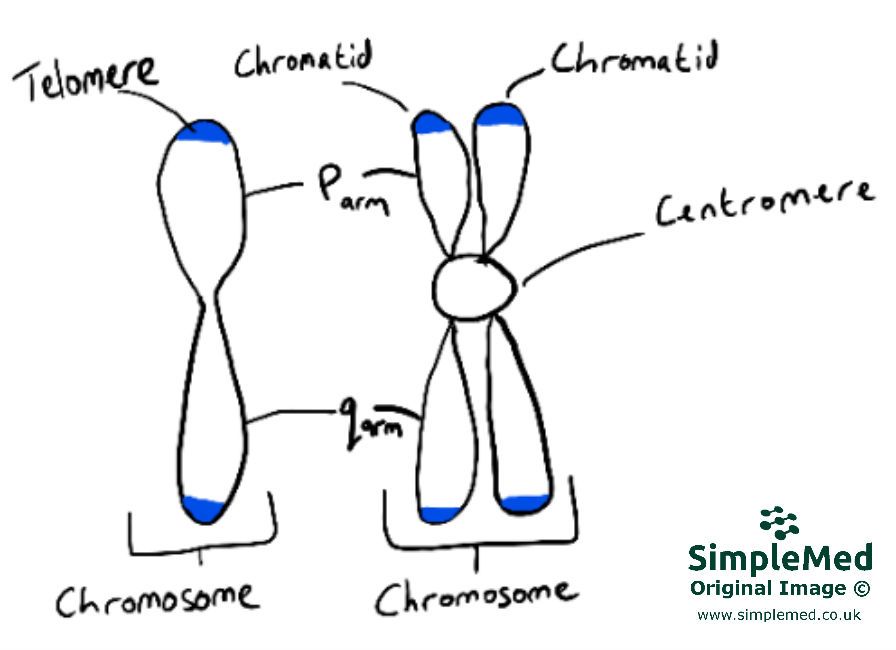 Chromosome Structure SimpleMed
