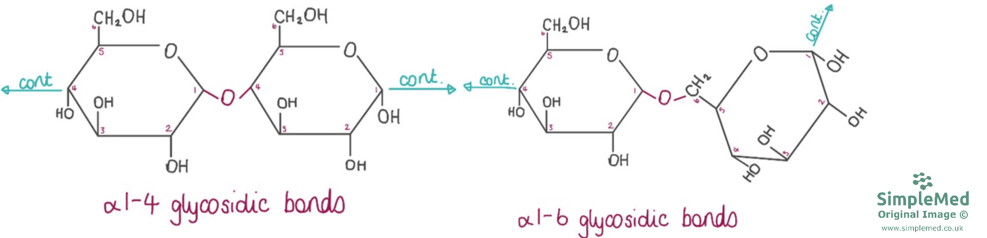Glycogen Structure and Glycosidic Bonds SimpleMed