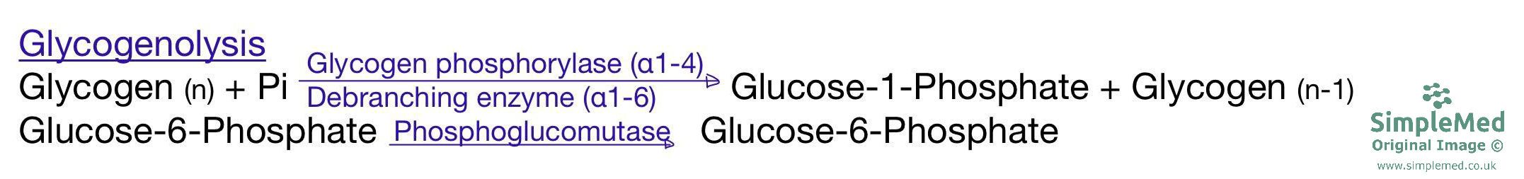 Glycogenolysis SimpleMed