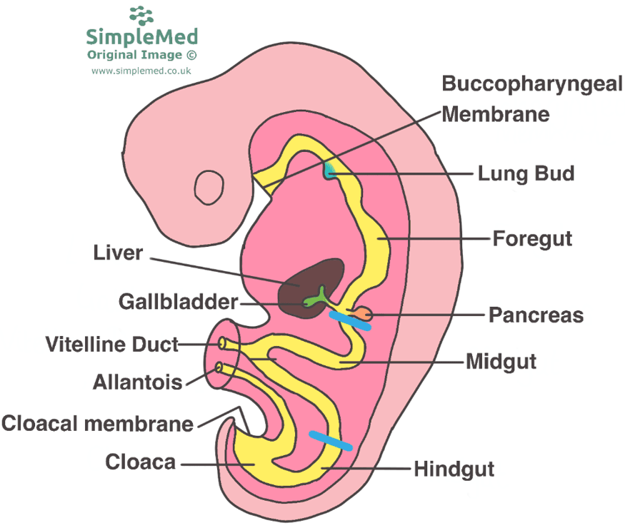 Embryological Gut Development SimpleMed