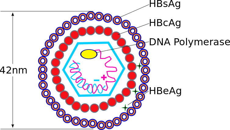Hepatitis B Virus (HBV) structure SimpleMed