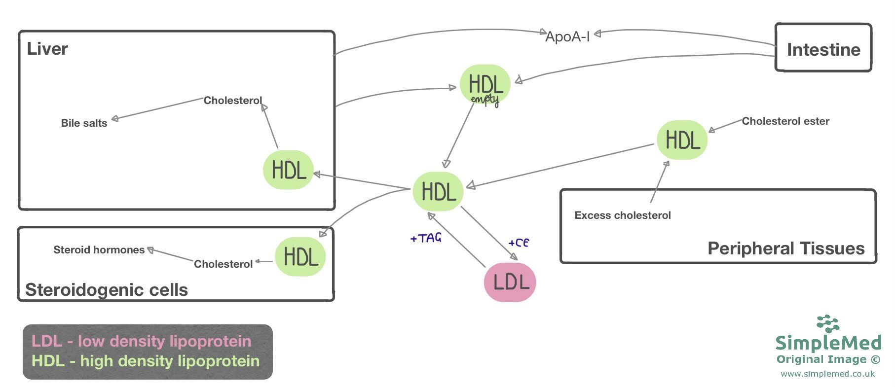 HDL Metabolism SimpleMed