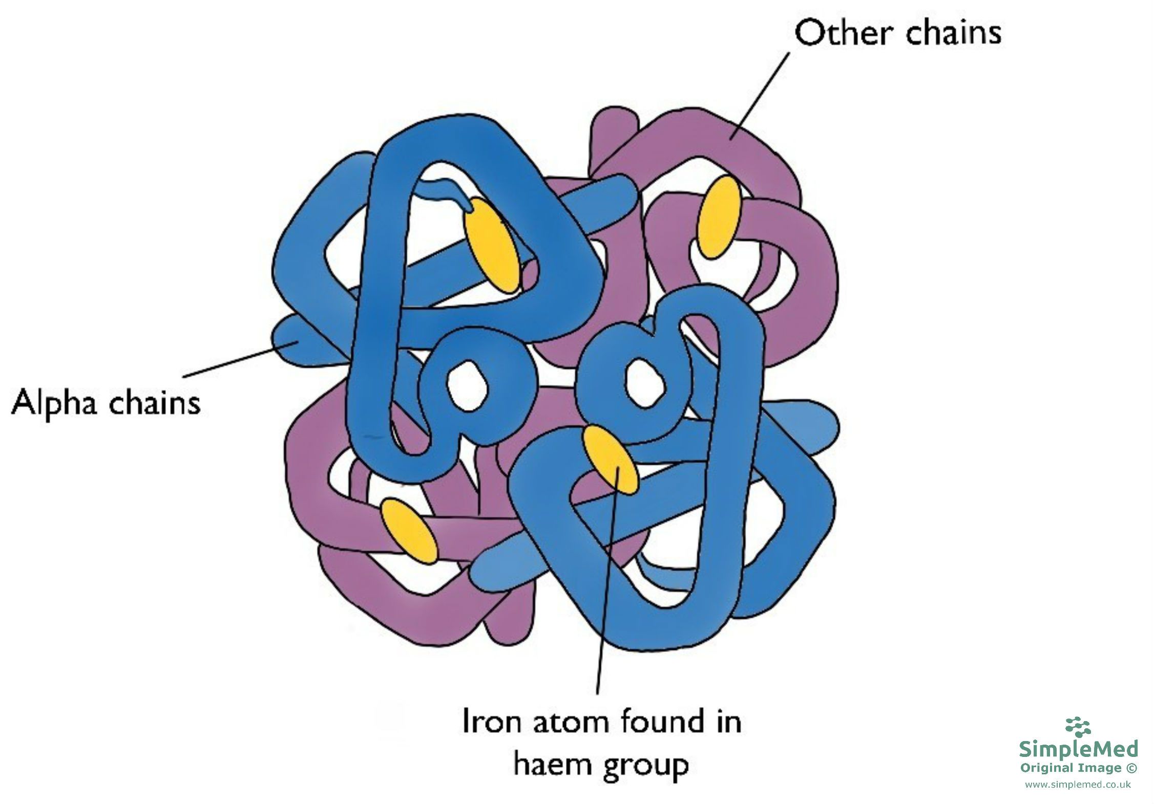 Haemoglobin Structure Diagram SimpleMed