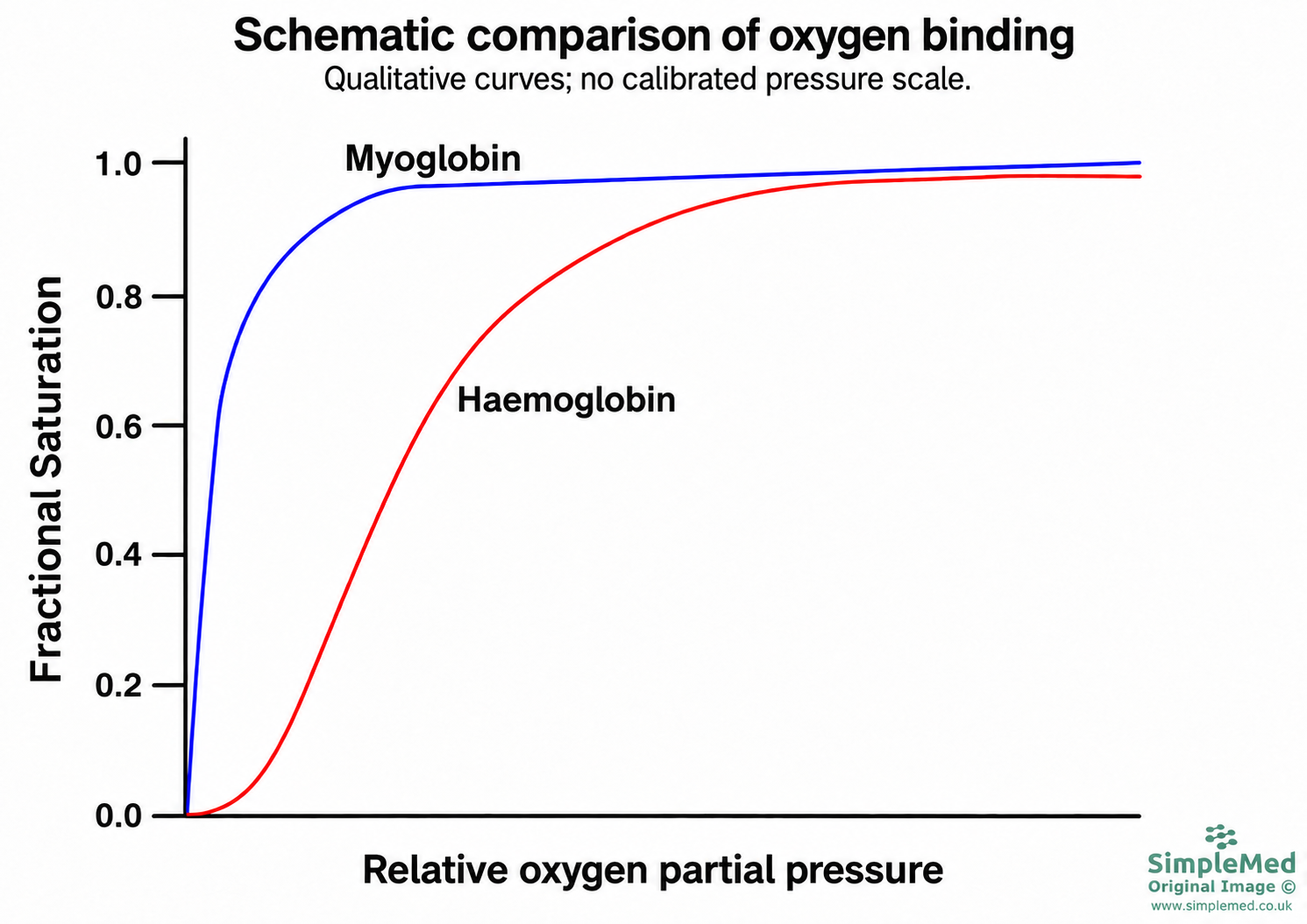 Qualitative oxygen-binding curves: hyperbolic myoglobin and sigmoidal haemoglobin, both starting at zero saturation; no calibrated pressure scale.