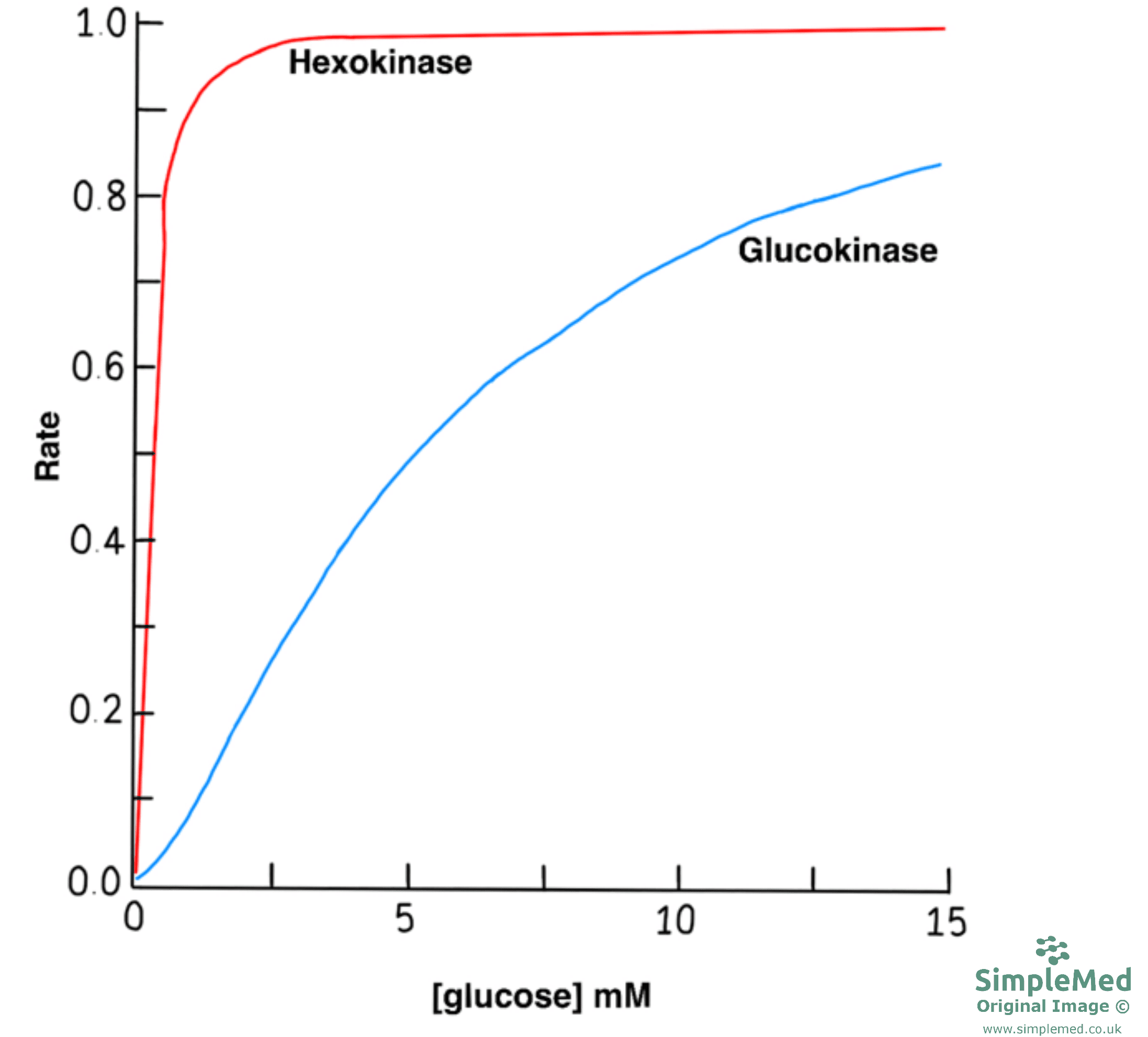 Hexokinase vs Glucokinase Graph SimpleMed