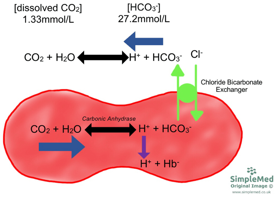 Hydrogen Carbonate Concentration the Association with Red Blood Cells SimpleMed
