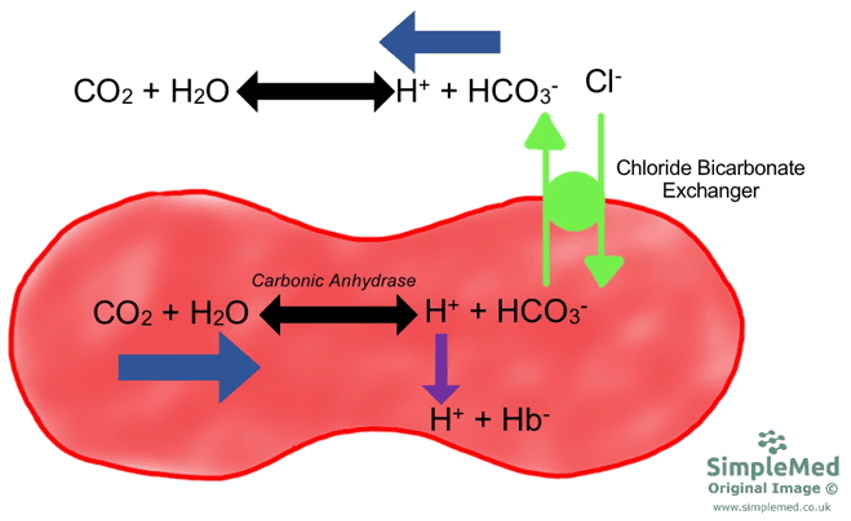 Hydrogen Carbonate Ion Production in Red Blood Cells SimpleMed