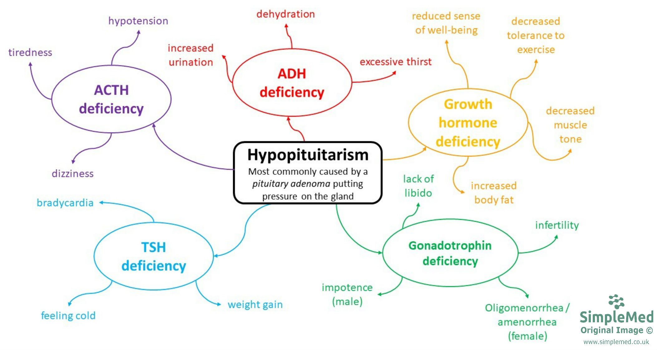 pituitary dwarfism diagram